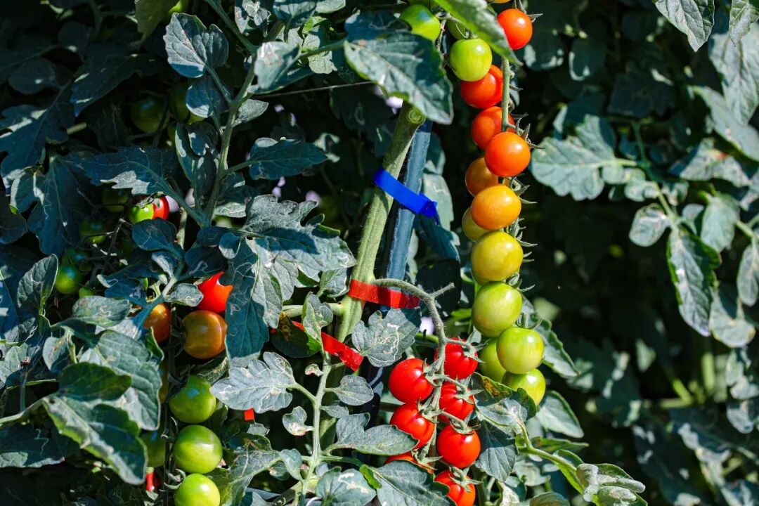 首次！快來(lái)高品質(zhì)番茄“全運(yùn)會(huì)”！